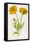 Common Marigold-null-Framed Stretched Canvas