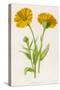 Common Marigold-null-Stretched Canvas