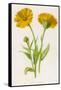 Common Marigold-null-Framed Stretched Canvas