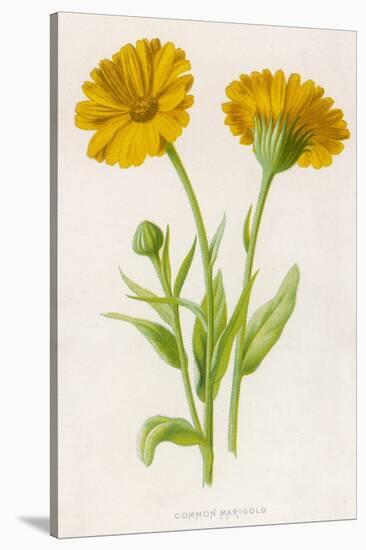 Common Marigold-null-Stretched Canvas