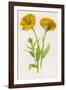 Common Marigold-null-Framed Photographic Print