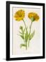 Common Marigold-null-Framed Photographic Print