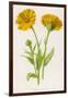 Common Marigold-null-Framed Photographic Print