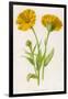 Common Marigold-null-Framed Photographic Print