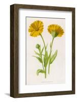 Common Marigold-null-Framed Photographic Print