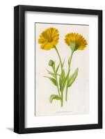 Common Marigold-null-Framed Photographic Print