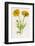 Common Marigold-null-Framed Photographic Print