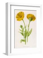 Common Marigold-null-Framed Photographic Print