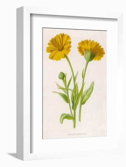 Common Marigold-null-Framed Photographic Print