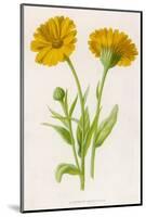 Common Marigold-null-Mounted Photographic Print