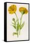 Common Marigold-null-Framed Stretched Canvas