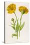 Common Marigold-null-Stretched Canvas