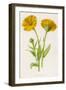 Common Marigold-null-Framed Photographic Print