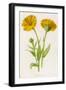 Common Marigold-null-Framed Photographic Print