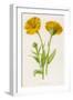 Common Marigold-null-Framed Photographic Print