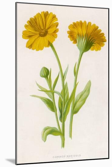 Common Marigold-null-Mounted Photographic Print