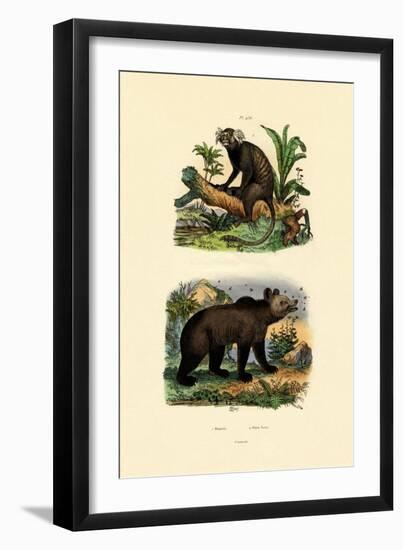 Common Marmoset, 1833-39-null-Framed Giclee Print