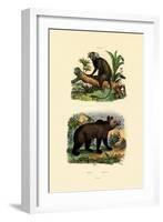 Common Marmoset, 1833-39-null-Framed Giclee Print