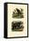 Common Marmoset, 1833-39-null-Framed Stretched Canvas