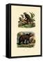 Common Marmoset, 1833-39-null-Framed Stretched Canvas