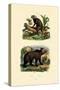 Common Marmoset, 1833-39-null-Stretched Canvas