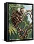 Common Marmoset (Callithrix Jacchus), Callitrichidae-null-Framed Stretched Canvas
