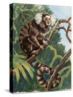 Common Marmoset (Callithrix Jacchus), Callitrichidae-null-Stretched Canvas