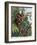 Common Marmoset (Callithrix Jacchus), Callitrichidae-null-Framed Premium Giclee Print