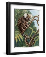 Common Marmoset (Callithrix Jacchus), Callitrichidae-null-Framed Premium Giclee Print