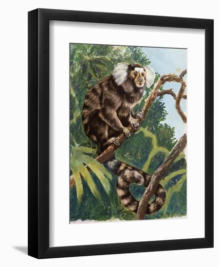 Common Marmoset (Callithrix Jacchus), Callitrichidae-null-Framed Premium Giclee Print