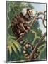 Common Marmoset (Callithrix Jacchus), Callitrichidae-null-Mounted Premium Giclee Print