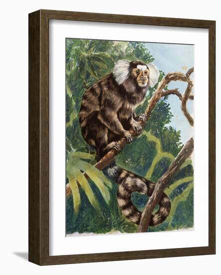 Common Marmoset (Callithrix Jacchus), Callitrichidae-null-Framed Giclee Print