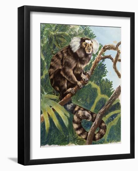 Common Marmoset (Callithrix Jacchus), Callitrichidae-null-Framed Giclee Print