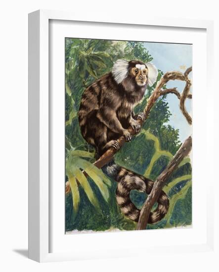 Common Marmoset (Callithrix Jacchus), Callitrichidae-null-Framed Giclee Print