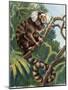 Common Marmoset (Callithrix Jacchus), Callitrichidae-null-Mounted Giclee Print