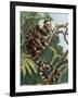 Common Marmoset (Callithrix Jacchus), Callitrichidae-null-Framed Giclee Print