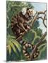 Common Marmoset (Callithrix Jacchus), Callitrichidae-null-Mounted Giclee Print