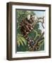 Common Marmoset (Callithrix Jacchus), Callitrichidae-null-Framed Giclee Print
