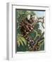 Common Marmoset (Callithrix Jacchus), Callitrichidae-null-Framed Giclee Print