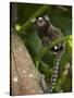 Common Marmoset, Sugar Loaf, Rio De Janeiro, Brazil-Pete Oxford-Stretched Canvas