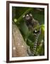 Common Marmoset, Sugar Loaf, Rio De Janeiro, Brazil-Pete Oxford-Framed Photographic Print