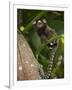 Common Marmoset, Sugar Loaf, Rio De Janeiro, Brazil-Pete Oxford-Framed Photographic Print