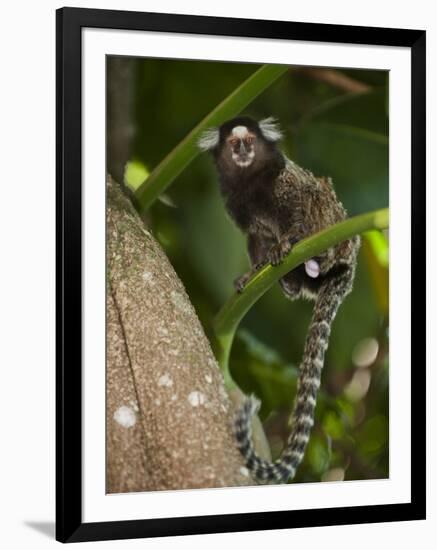 Common Marmoset, Sugar Loaf, Rio De Janeiro, Brazil-Pete Oxford-Framed Photographic Print