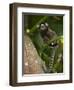 Common Marmoset, Sugar Loaf, Rio De Janeiro, Brazil-Pete Oxford-Framed Photographic Print