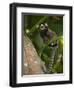 Common Marmoset, Sugar Loaf, Rio De Janeiro, Brazil-Pete Oxford-Framed Photographic Print