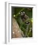 Common Marmoset, Sugar Loaf, Rio De Janeiro, Brazil-Pete Oxford-Framed Photographic Print