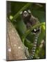 Common Marmoset, Sugar Loaf, Rio De Janeiro, Brazil-Pete Oxford-Mounted Photographic Print