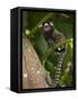 Common Marmoset, Sugar Loaf, Rio De Janeiro, Brazil-Pete Oxford-Framed Stretched Canvas