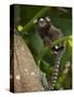 Common Marmoset, Sugar Loaf, Rio De Janeiro, Brazil-Pete Oxford-Stretched Canvas