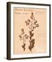 Common Meadowsweet-H^ T^ Shores-Framed Giclee Print